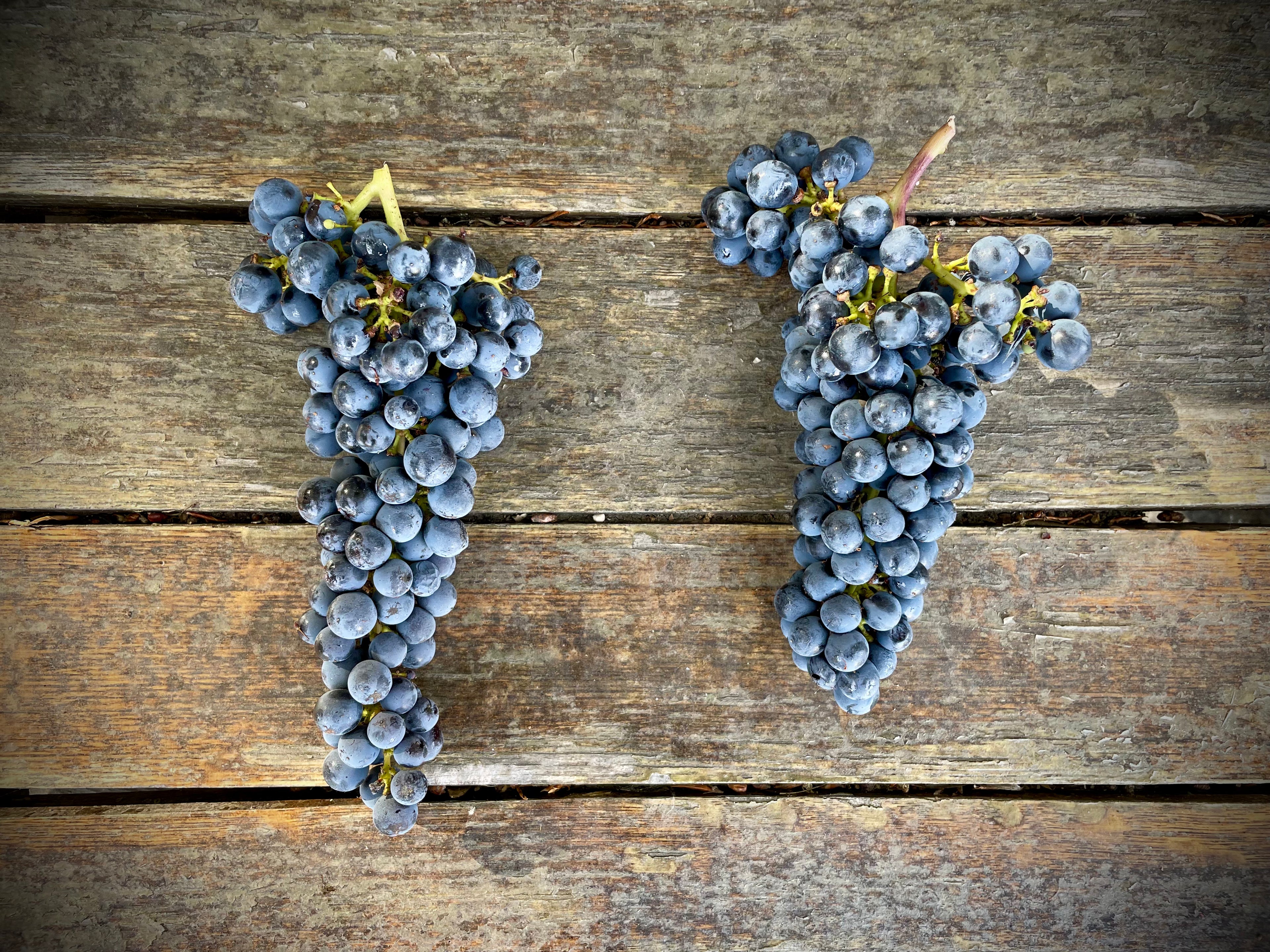 2023 Coombsville Cabernet Sauvignon