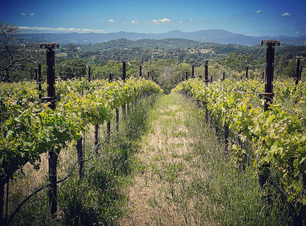 2023 Coombsville Cabernet Sauvignon