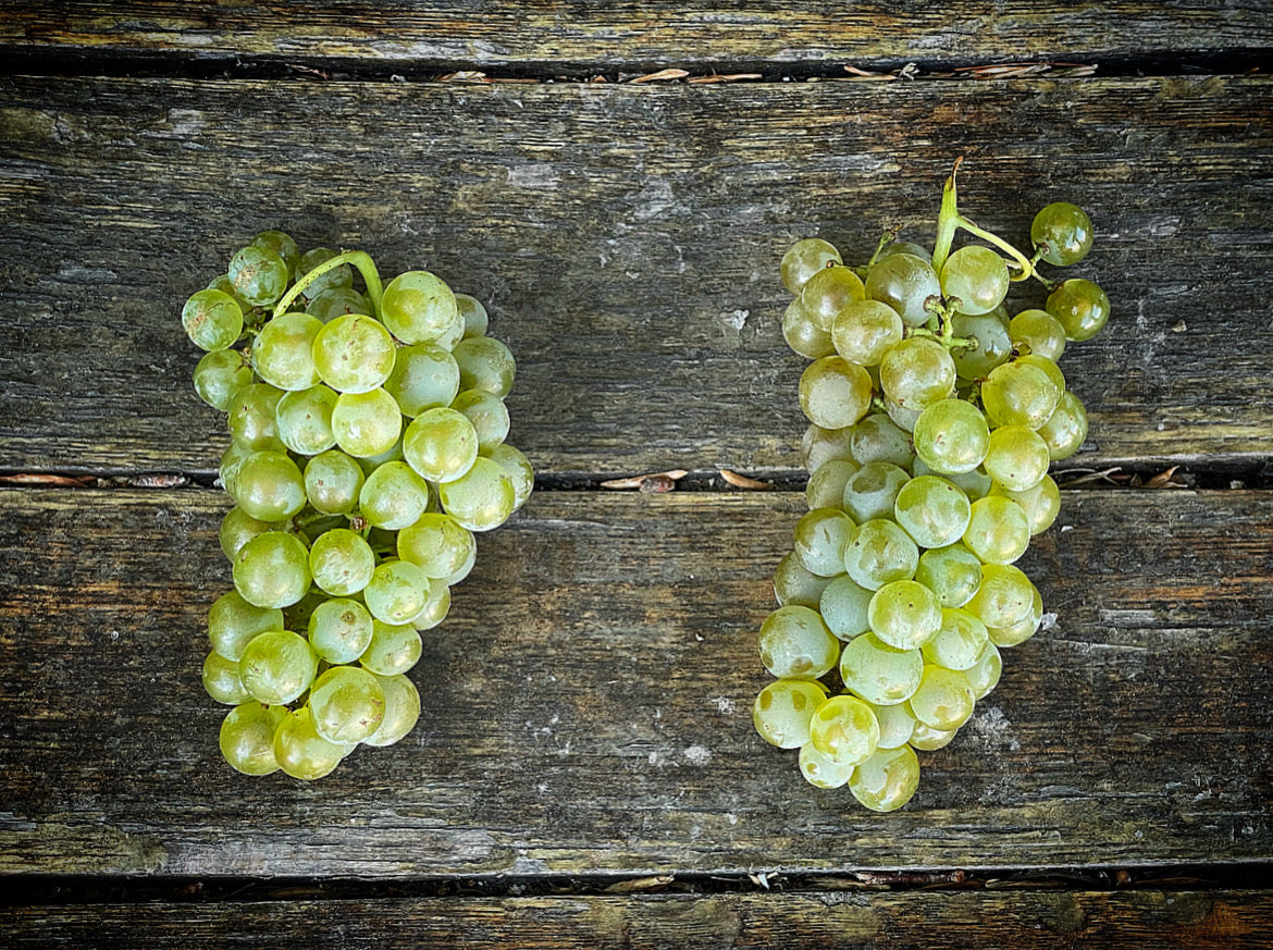 2023 Alder Springs Vineyard Chardonnay