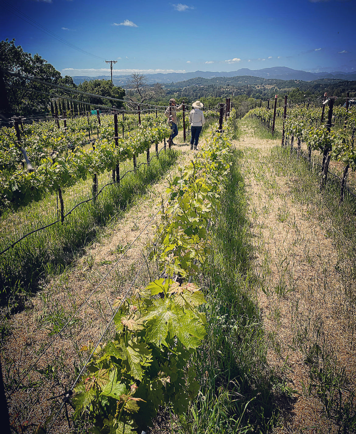 2023 Coombsville Cabernet Sauvignon