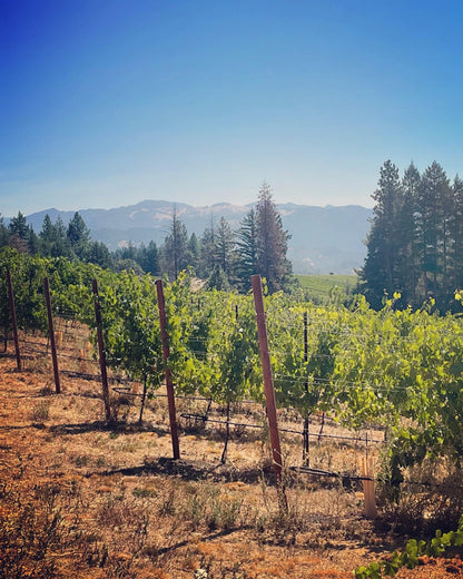 2023 Alder Springs Vineyard Chardonnay