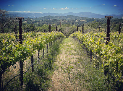 2023 Coombsville Cabernet Sauvignon